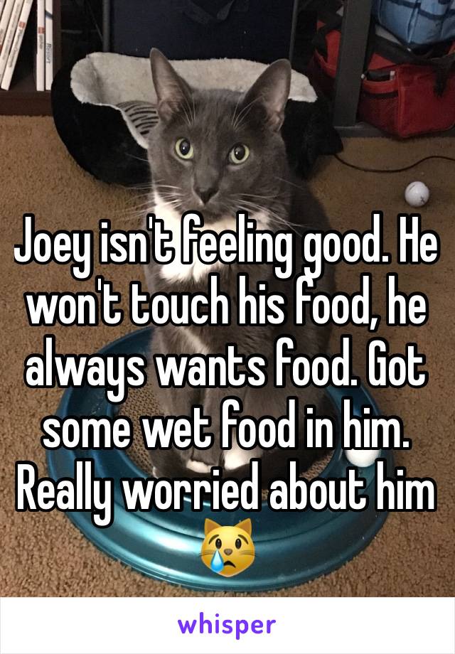 Joey isn't feeling good. He won't touch his food, he always wants food. Got some wet food in him. Really worried about him 😿