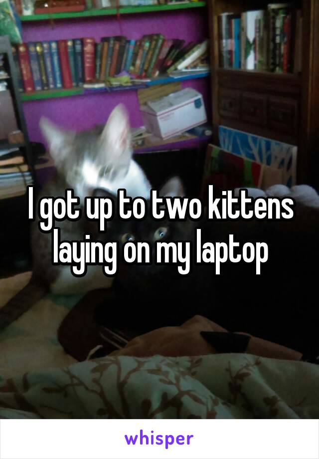 I got up to two kittens laying on my laptop