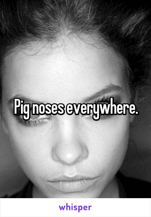 Pig noses everywhere.