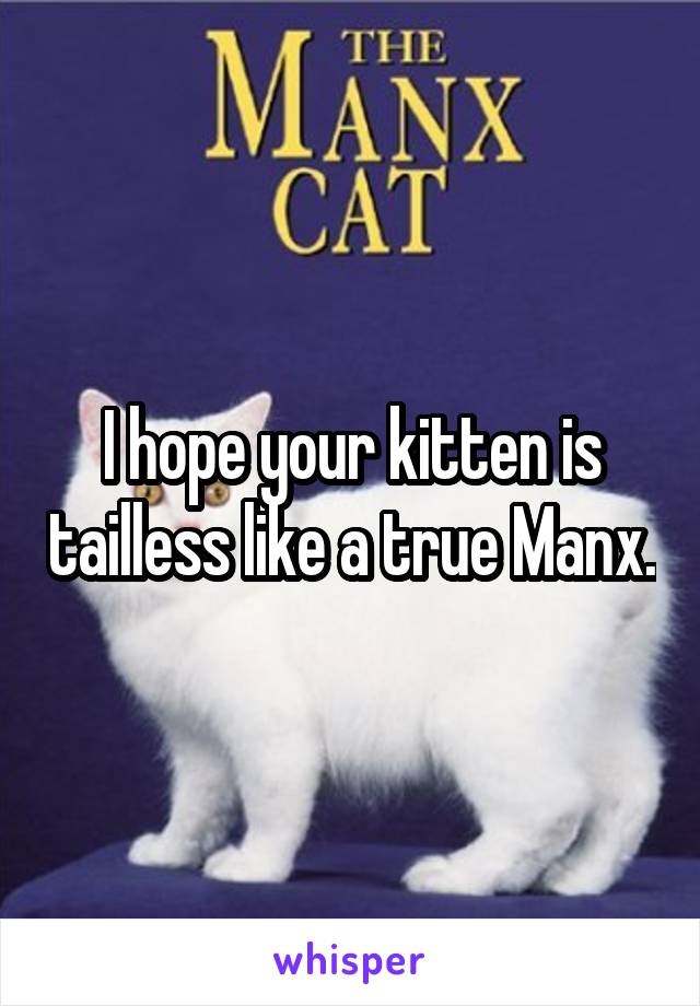 I hope your kitten is tailless like a true Manx.