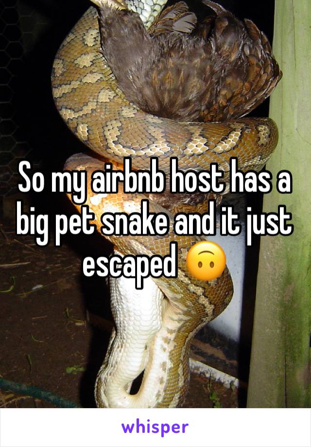 So my airbnb host has a big pet snake and it just escaped 🙃