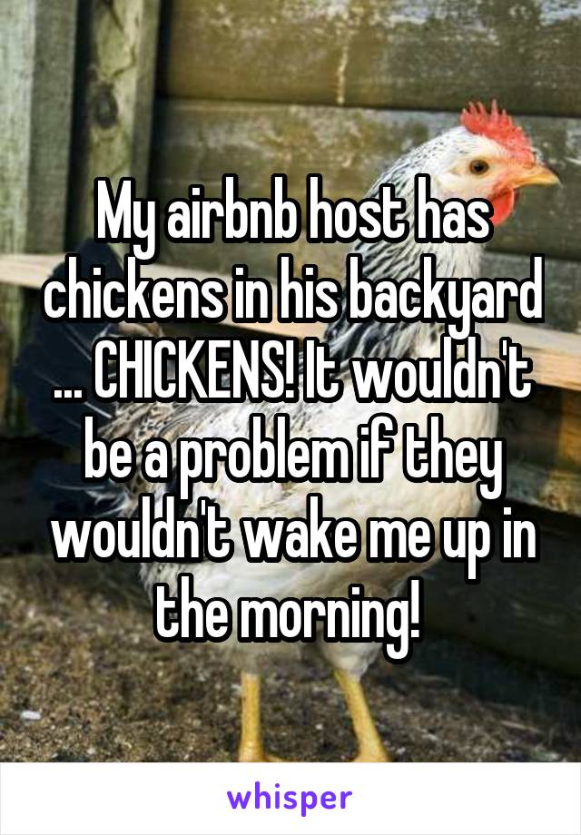 My airbnb host has chickens in his backyard ... CHICKENS! It wouldn't be a problem if they wouldn't wake me up in the morning! 