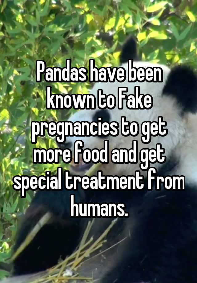 Pandas have been known to Fake pregnancies to get more food and get special treatment from humans.