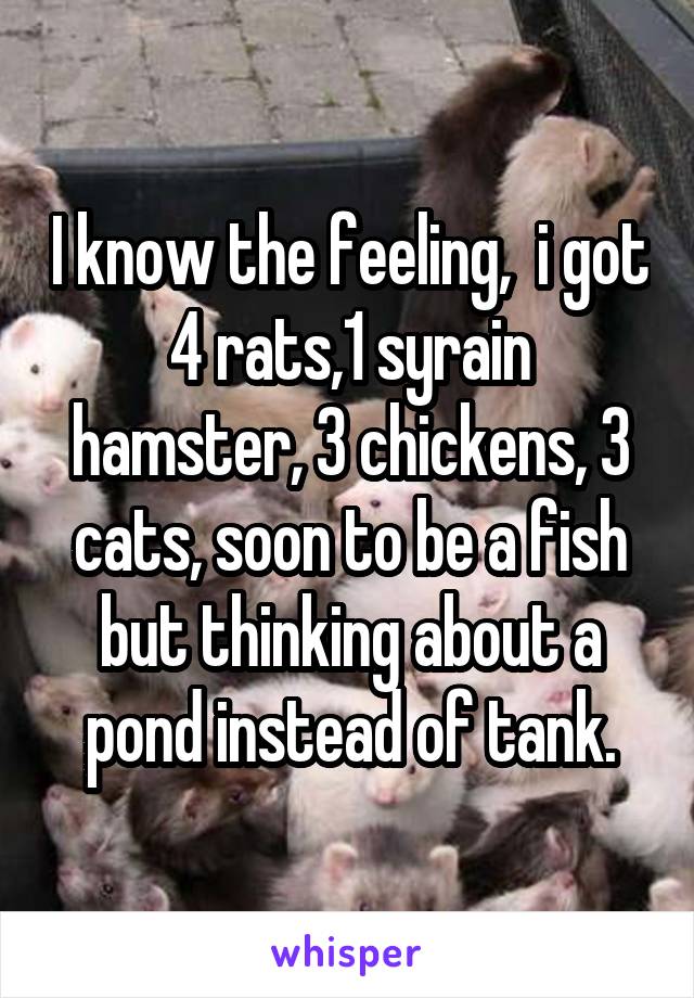 I know the feeling,  i got 4 rats,1 syrain hamster, 3 chickens, 3 cats, soon to be a fish but thinking about a pond instead of tank.