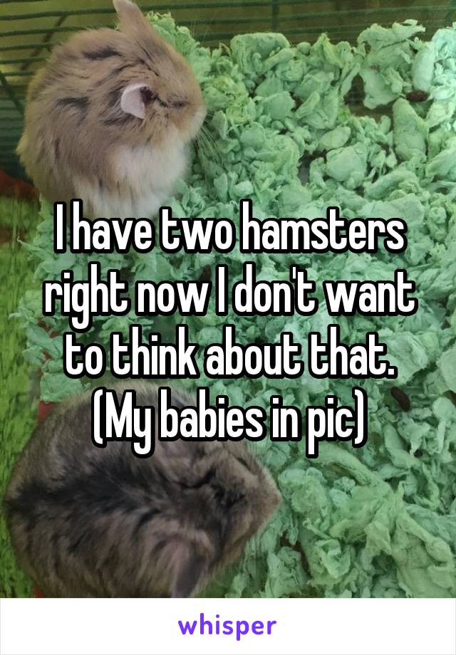 I have two hamsters right now I don't want to think about that.
(My babies in pic)