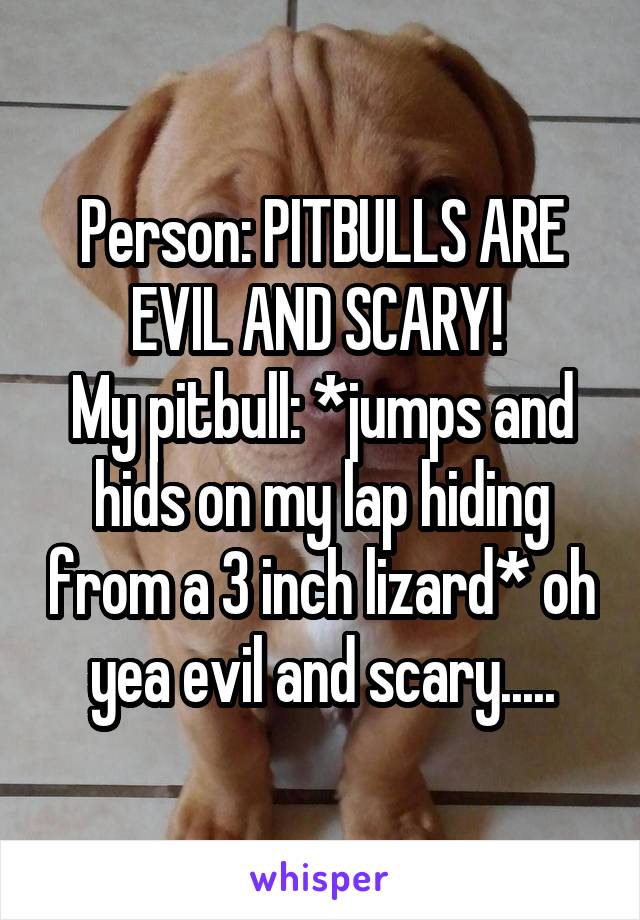 Person: PITBULLS ARE EVIL AND SCARY! 
My pitbull: *jumps and hids on my lap hiding from a 3 inch lizard* oh yea evil and scary.....