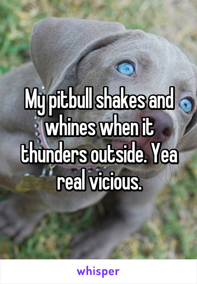 My pitbull shakes and whines when it thunders outside. Yea real vicious.