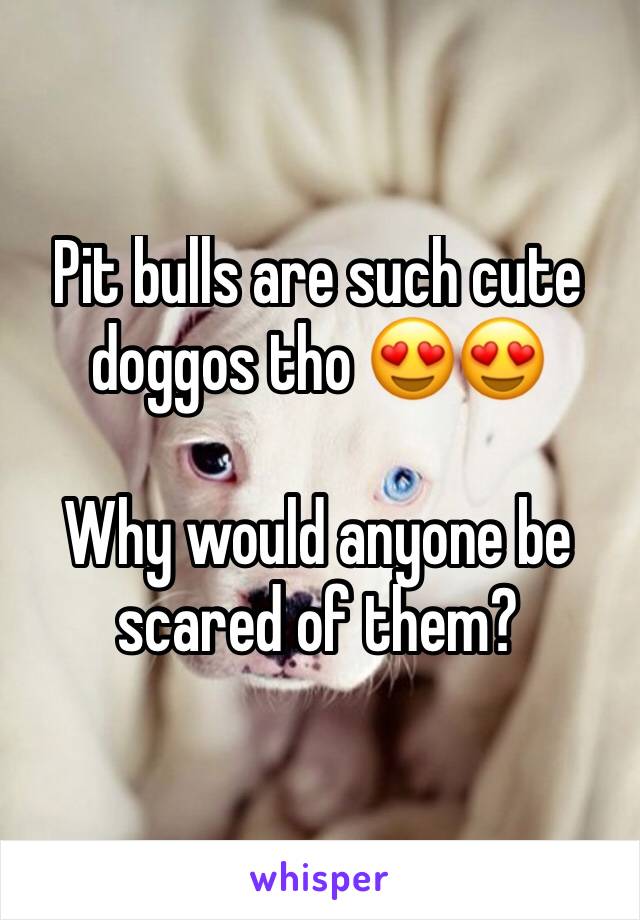 Pit bulls are such cute doggos tho 😍😍

Why would anyone be scared of them?