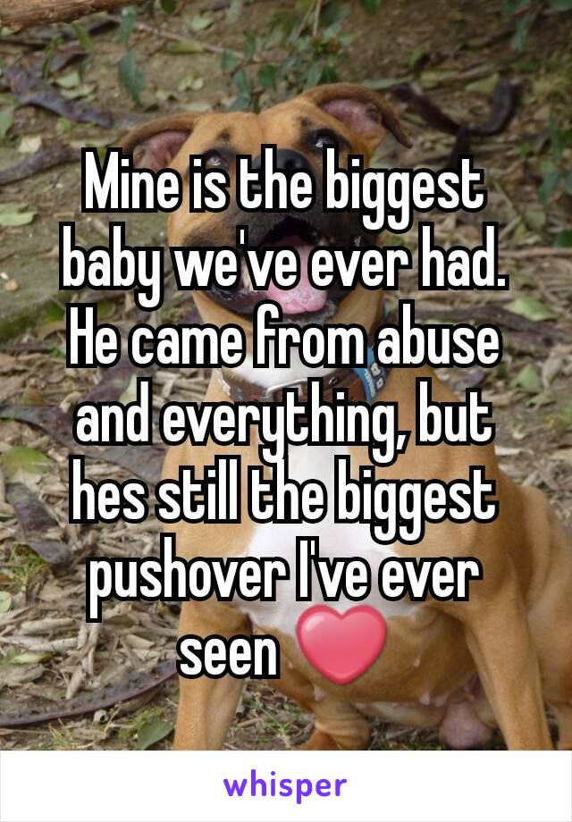 Mine is the biggest baby we've ever had. He came from abuse and everything, but hes still the biggest pushover I've ever seen ❤