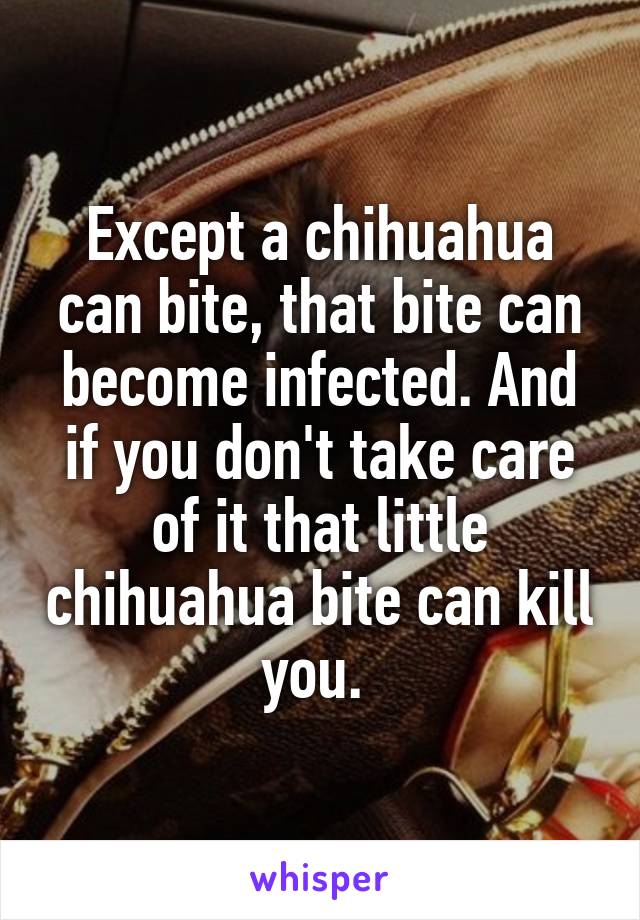 Except a chihuahua can bite, that bite can become infected. And if you don't take care of it that little chihuahua bite can kill you. 