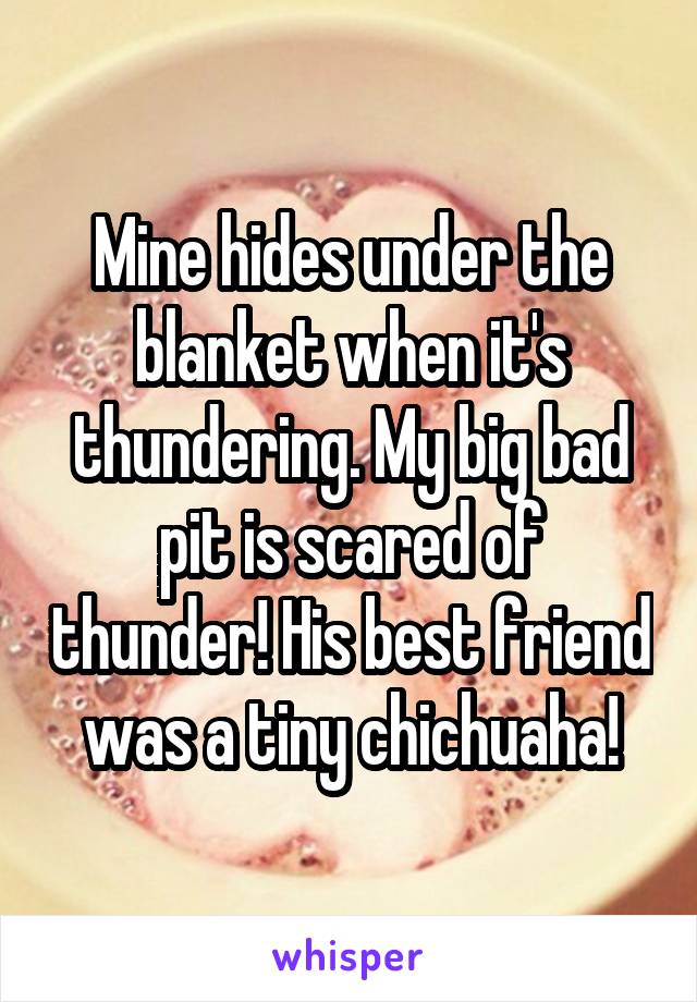 Mine hides under the blanket when it's thundering. My big bad pit is scared of thunder! His best friend was a tiny chichuaha!