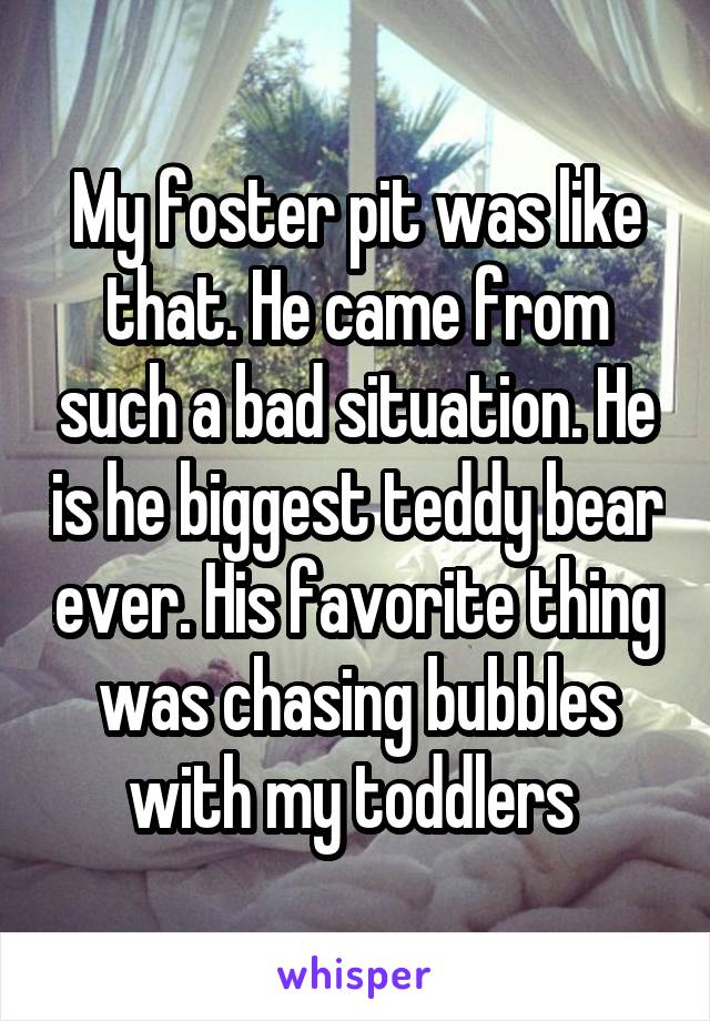 My foster pit was like that. He came from such a bad situation. He is he biggest teddy bear ever. His favorite thing was chasing bubbles with my toddlers 