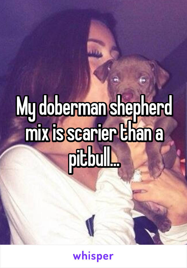 My doberman shepherd mix is scarier than a pitbull...