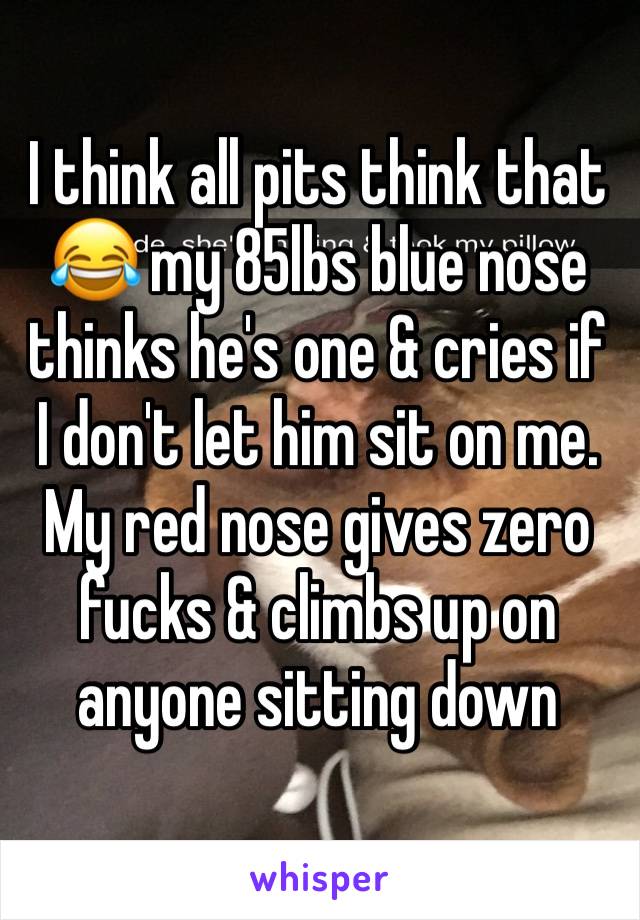 I think all pits think that 😂 my 85lbs blue nose thinks he's one & cries if I don't let him sit on me. My red nose gives zero fucks & climbs up on anyone sitting down 