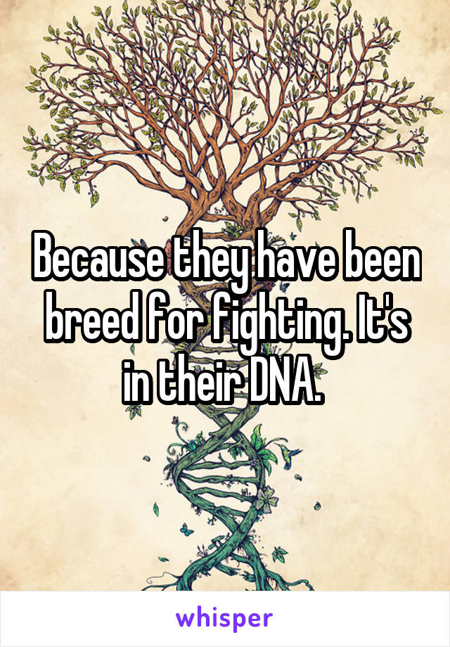 Because they have been breed for fighting. It's in their DNA. 