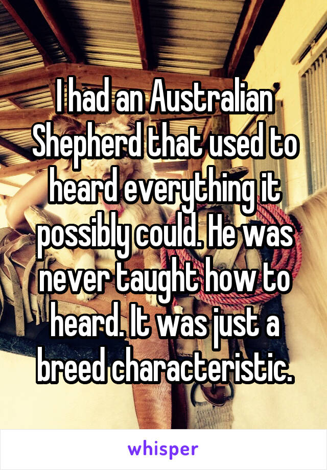 I had an Australian Shepherd that used to heard everything it possibly could. He was never taught how to heard. It was just a breed characteristic.