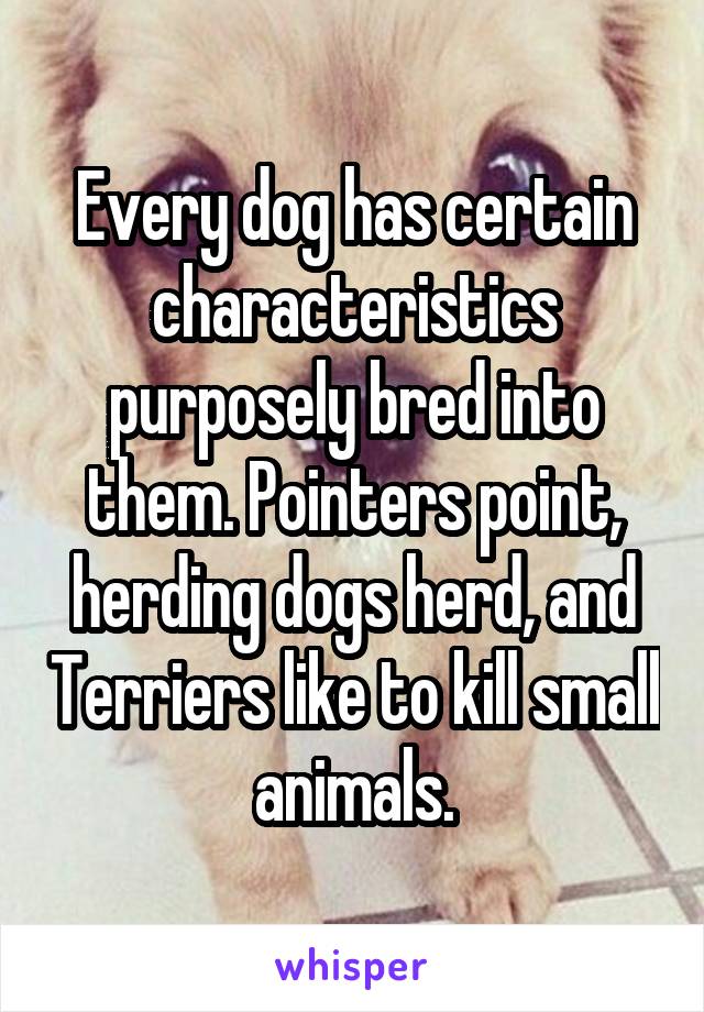 Every dog has certain characteristics purposely bred into them. Pointers point, herding dogs herd, and Terriers like to kill small animals.