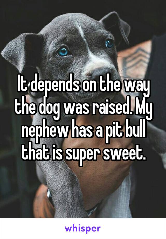 It depends on the way the dog was raised. My nephew has a pit bull that is super sweet.