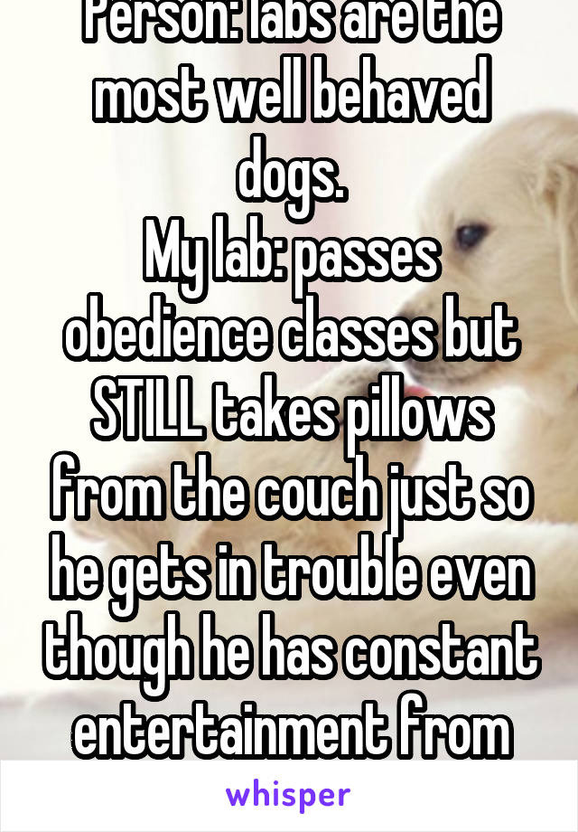 Person: labs are the most well behaved dogs.
My lab: passes obedience classes but STILL takes pillows from the couch just so he gets in trouble even though he has constant entertainment from others.