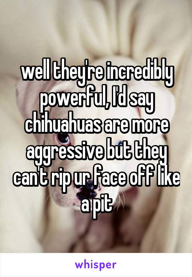 well they're incredibly powerful, I'd say chihuahuas are more aggressive but they can't rip ur face off like a pit