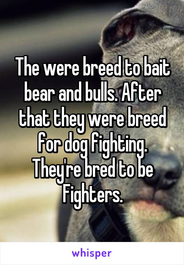 The were breed to bait bear and bulls. After that they were breed for dog fighting. They're bred to be Fighters.