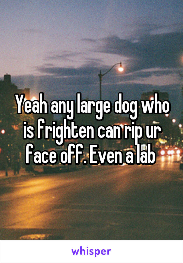 Yeah any large dog who is frighten can rip ur face off. Even a lab 