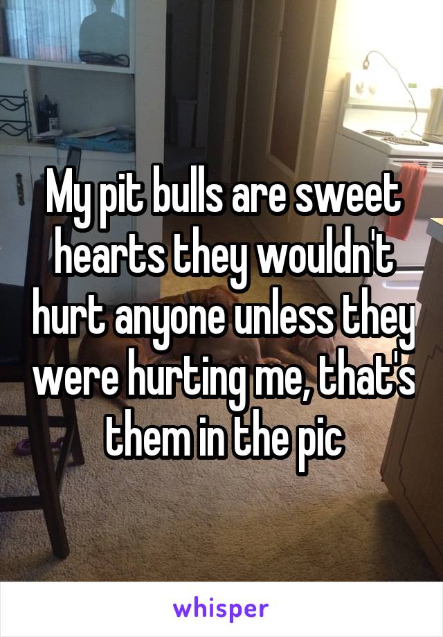 My pit bulls are sweet hearts they wouldn't hurt anyone unless they were hurting me, that's them in the pic