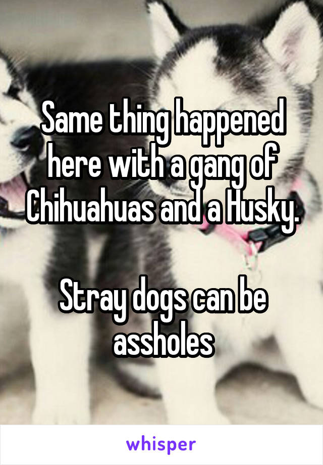 Same thing happened here with a gang of Chihuahuas and a Husky.

Stray dogs can be assholes