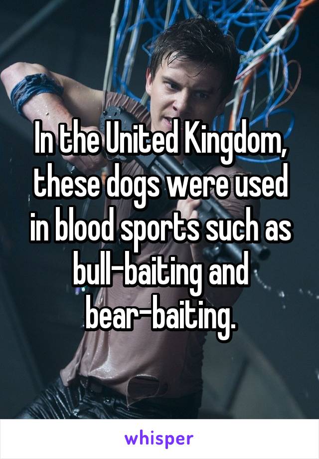   In the United Kingdom, these dogs were used in blood sports such as bull-baiting and bear-baiting.