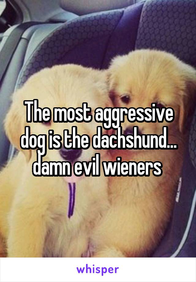 The most aggressive dog is the dachshund... damn evil wieners 