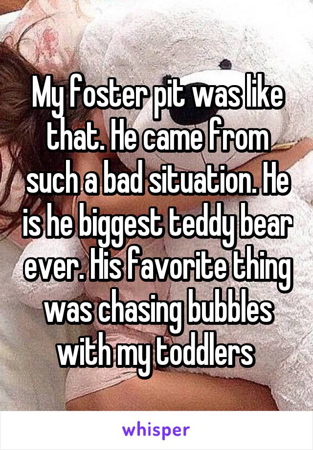 My foster pit was like that. He came from such a bad situation. He is he biggest teddy bear ever. His favorite thing was chasing bubbles with my toddlers 