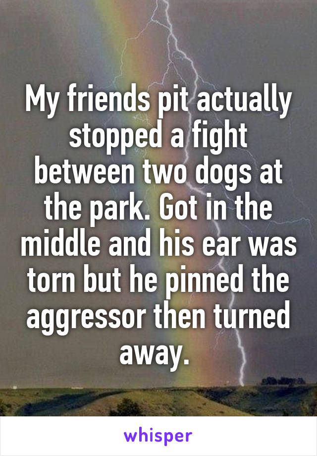 My friends pit actually stopped a fight between two dogs at the park. Got in the middle and his ear was torn but he pinned the aggressor then turned away. 