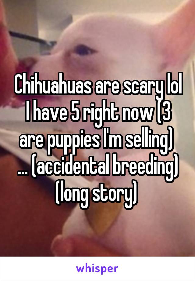 Chihuahuas are scary lol I have 5 right now (3 are puppies I'm selling)  ... (accidental breeding) (long story) 