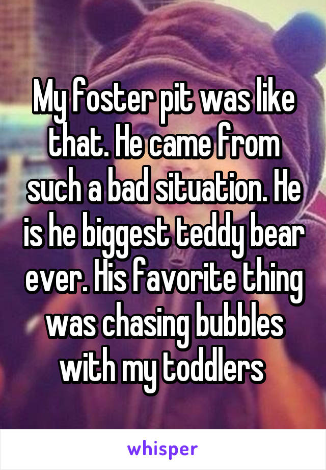 My foster pit was like that. He came from such a bad situation. He is he biggest teddy bear ever. His favorite thing was chasing bubbles with my toddlers 