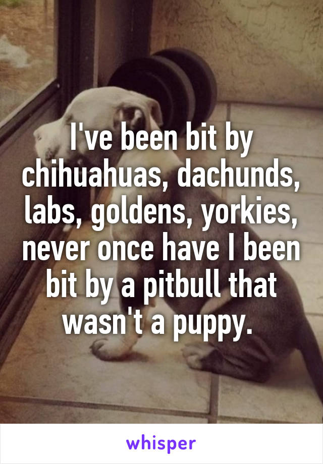 I've been bit by chihuahuas, dachunds, labs, goldens, yorkies, never once have I been bit by a pitbull that wasn't a puppy. 