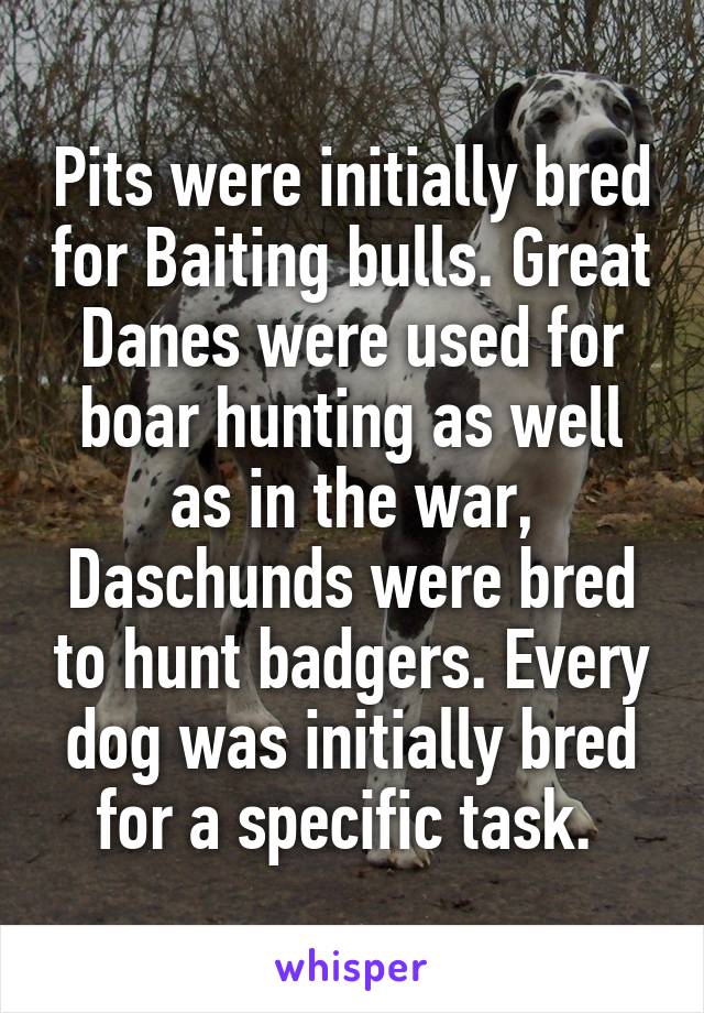 Pits were initially bred for Baiting bulls. Great Danes were used for boar hunting as well as in the war, Daschunds were bred to hunt badgers. Every dog was initially bred for a specific task. 