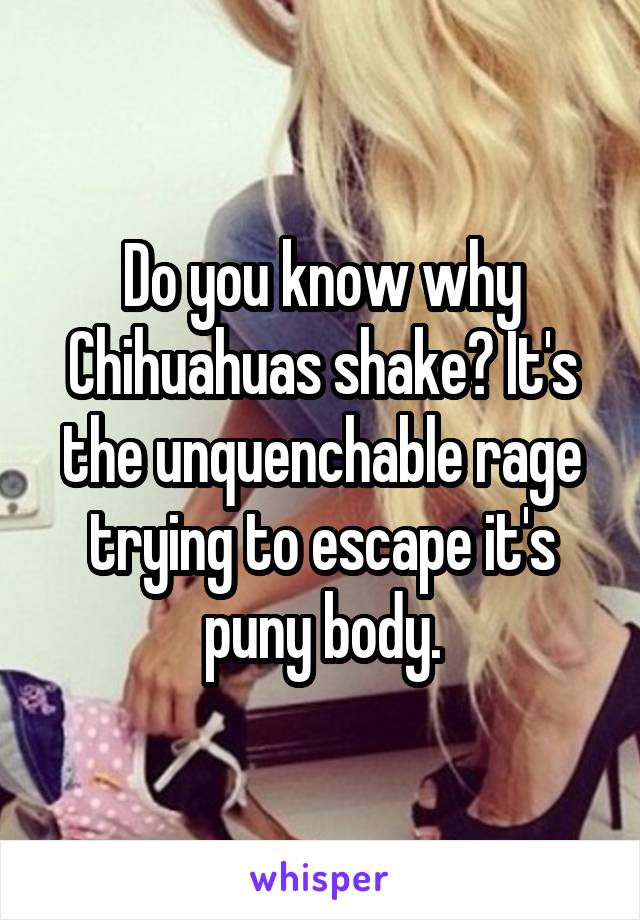 Do you know why Chihuahuas shake? It's the unquenchable rage trying to escape it's puny body.