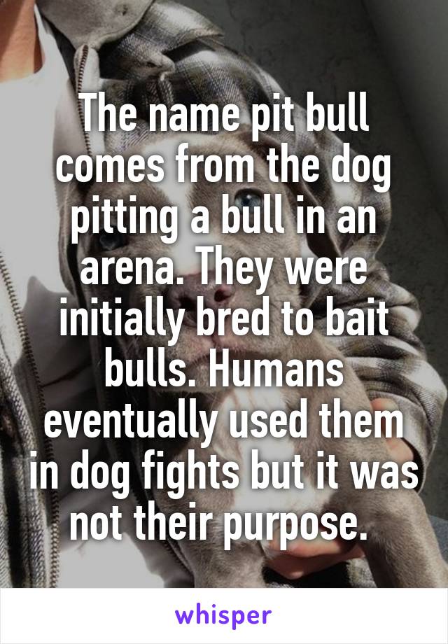 The name pit bull comes from the dog pitting a bull in an arena. They were initially bred to bait bulls. Humans eventually used them in dog fights but it was not their purpose. 