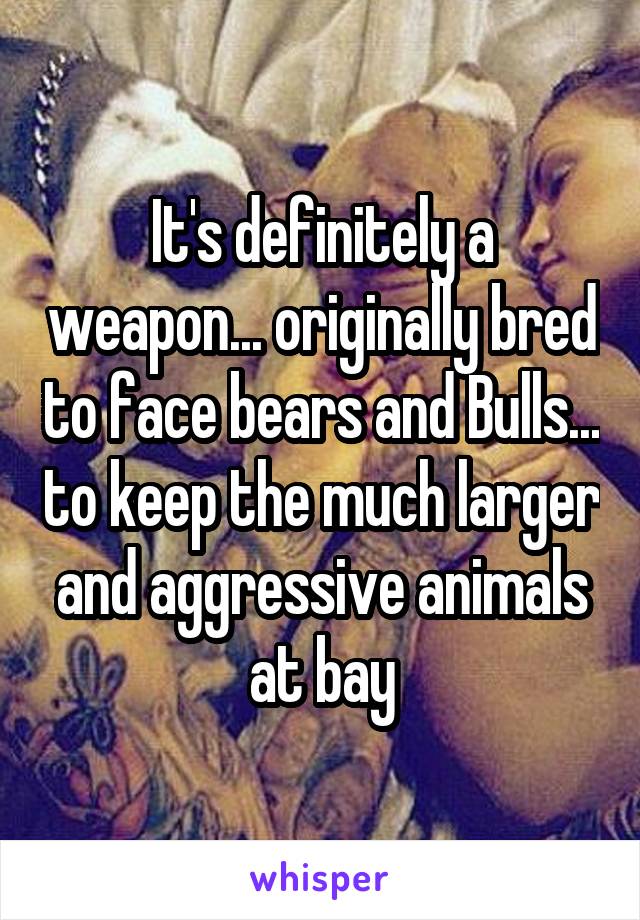 It's definitely a weapon... originally bred to face bears and Bulls... to keep the much larger and aggressive animals at bay