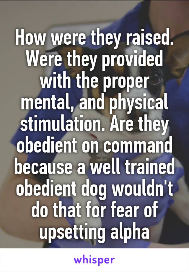 How were they raised. Were they provided with the proper mental, and physical stimulation. Are they obedient on command because a well trained obedient dog wouldn't do that for fear of upsetting alpha