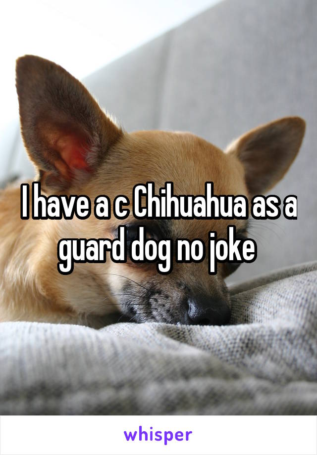 I have a c Chihuahua as a guard dog no joke 