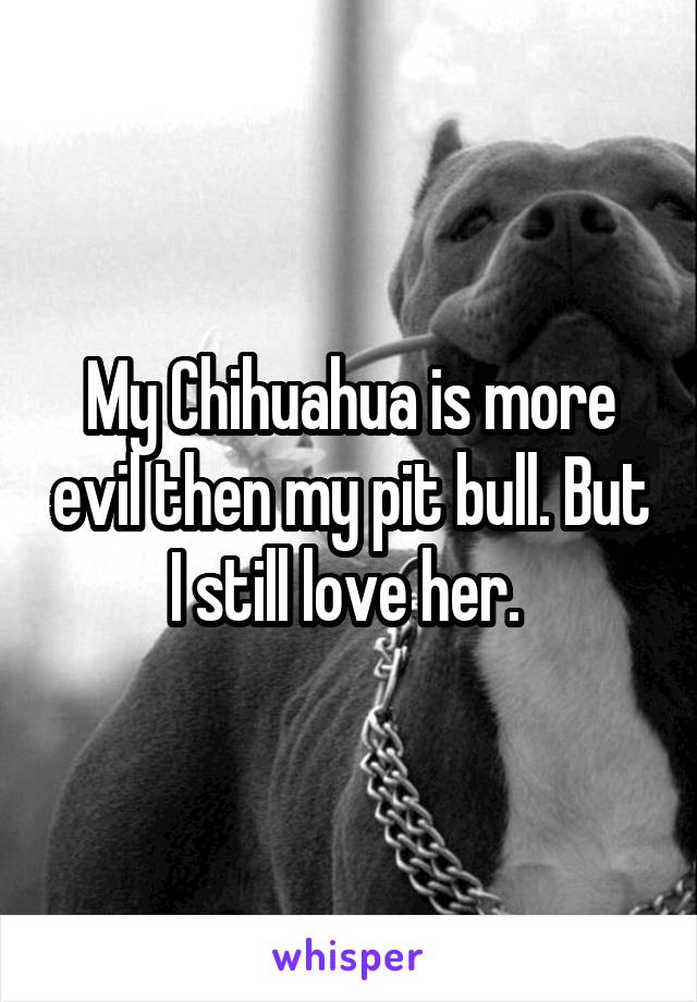 My Chihuahua is more evil then my pit bull. But I still love her. 