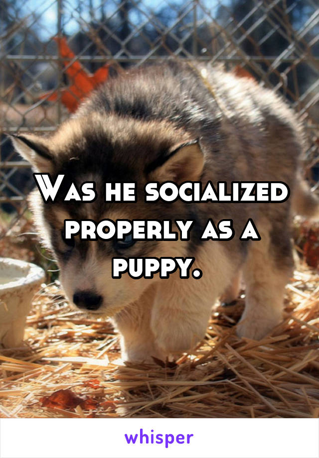 Was he socialized properly as a puppy. 