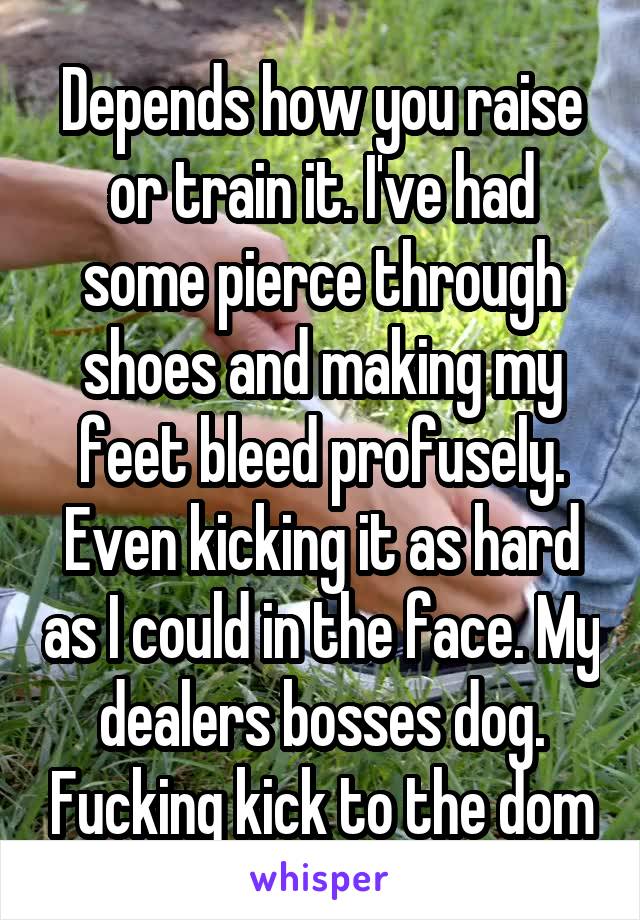 Depends how you raise or train it. I've had some pierce through shoes and making my feet bleed profusely. Even kicking it as hard as I could in the face. My dealers bosses dog. Fucking kick to the dom