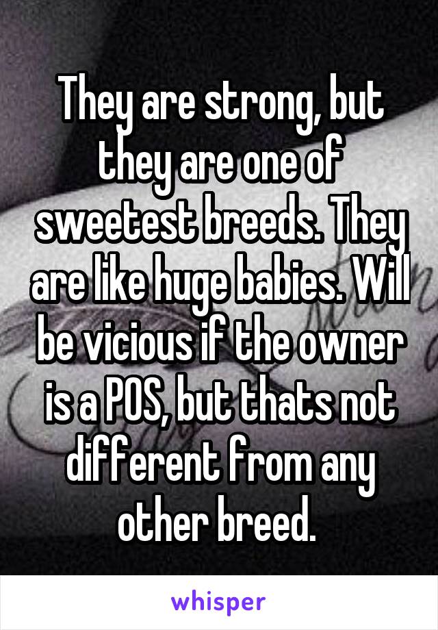 They are strong, but they are one of sweetest breeds. They are like huge babies. Will be vicious if the owner is a POS, but thats not different from any other breed. 