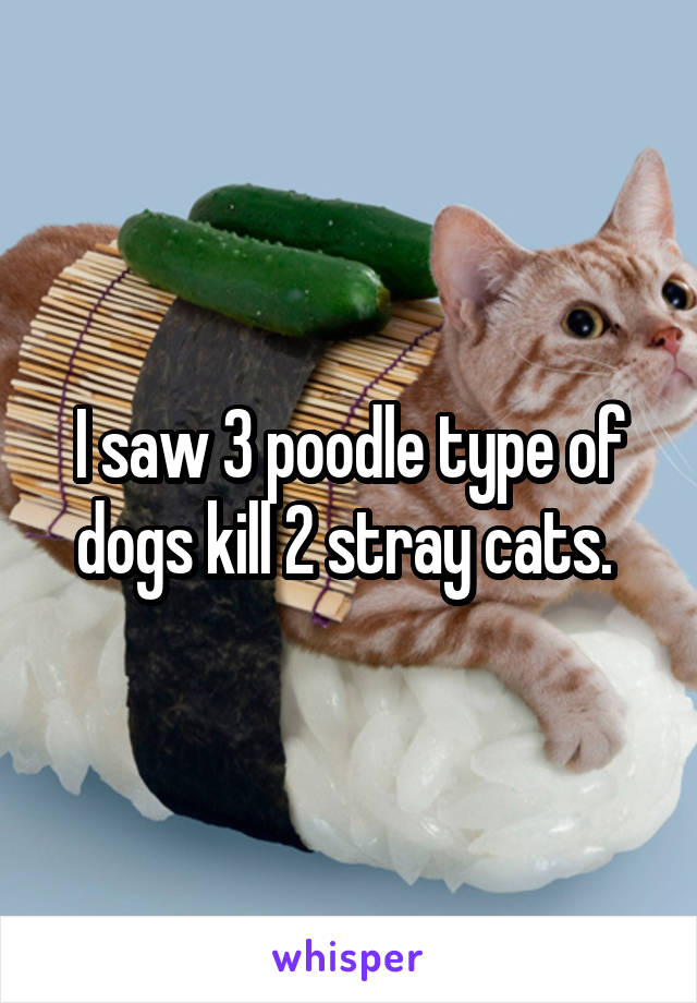 I saw 3 poodle type of dogs kill 2 stray cats. 