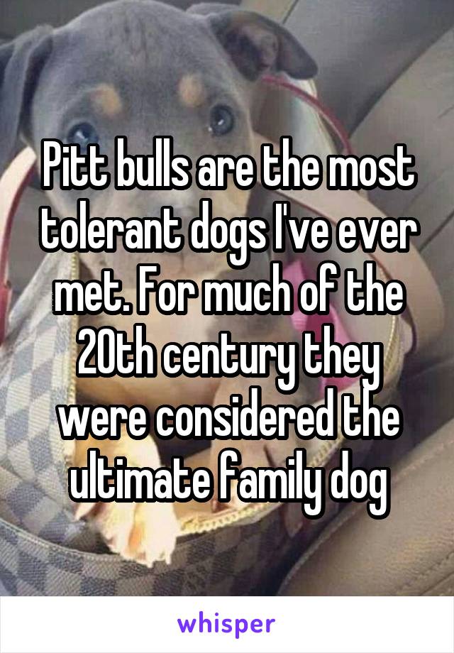 Pitt bulls are the most tolerant dogs I've ever met. For much of the 20th century they were considered the ultimate family dog