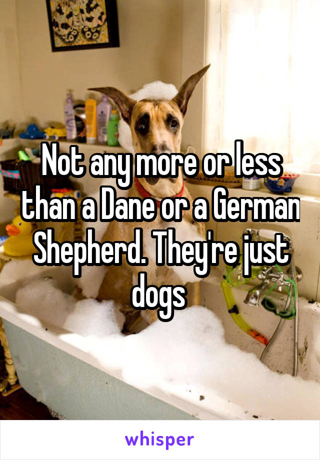 Not any more or less than a Dane or a German Shepherd. They're just dogs 