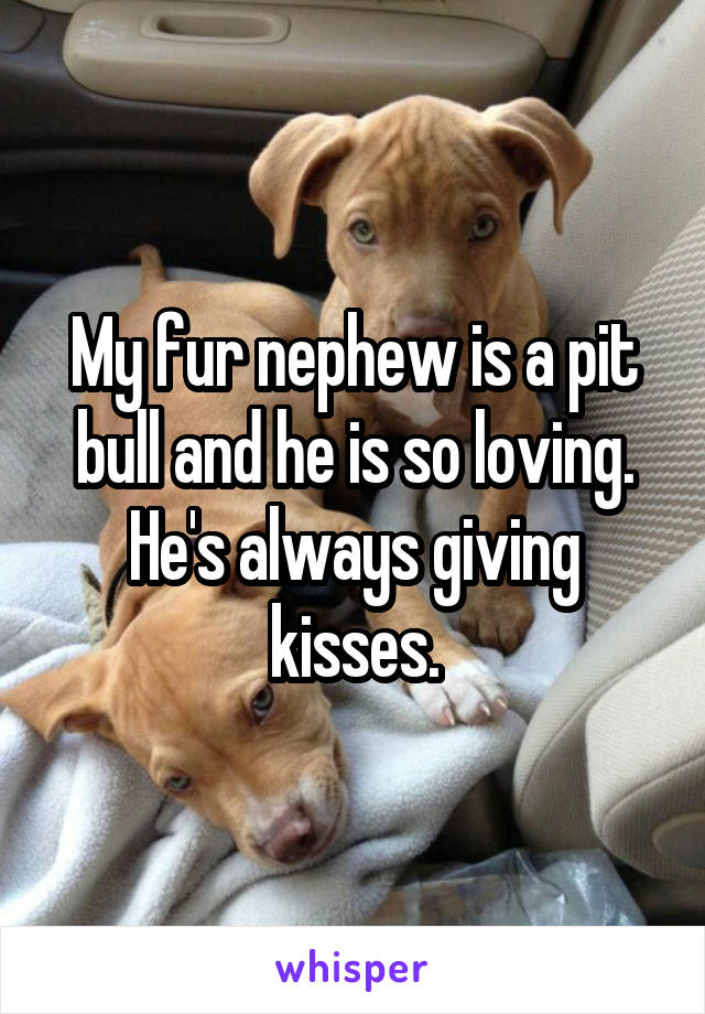 My fur nephew is a pit bull and he is so loving. He's always giving kisses.