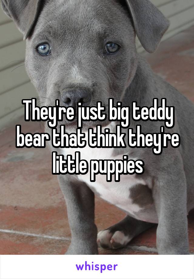 They're just big teddy bear that think they're little puppies